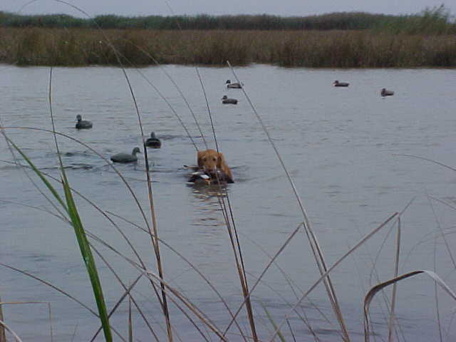 Annie retrieving a nice big Gadwall (Gray duck).