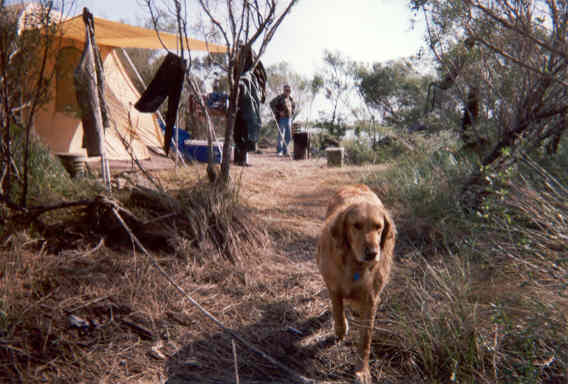 Annie heading for the boat & another hunt