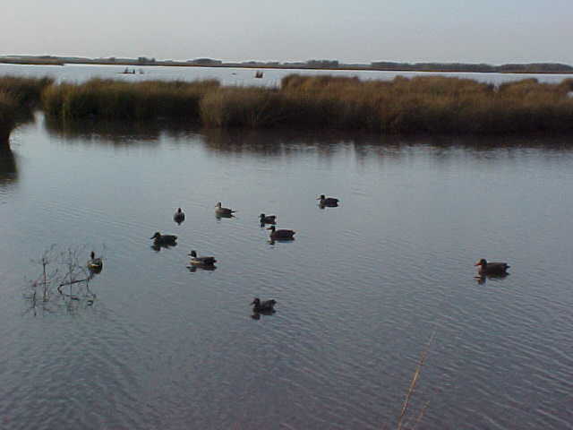 Decoy spread to my left.