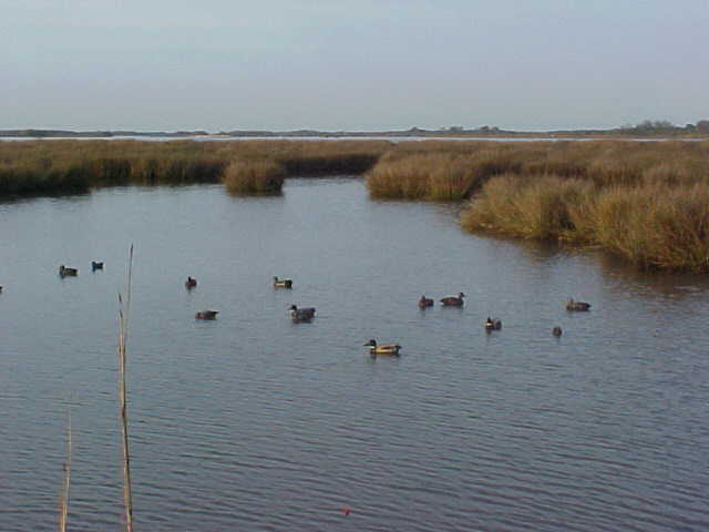 Decoy spread to my right.