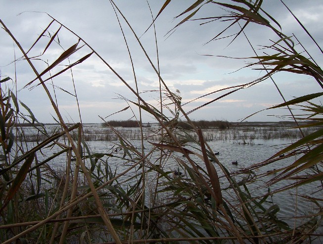 High water in the marsh. No canals, just canes and the tops of the marsh grass - and LOTS of ducks.
