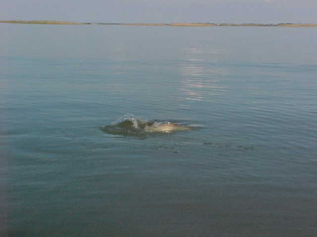 The spectacular sight of a bull red striking the bait.