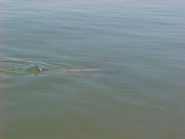 The tail of a huge red drum. A 30 lb. redfish waiting to be caught.