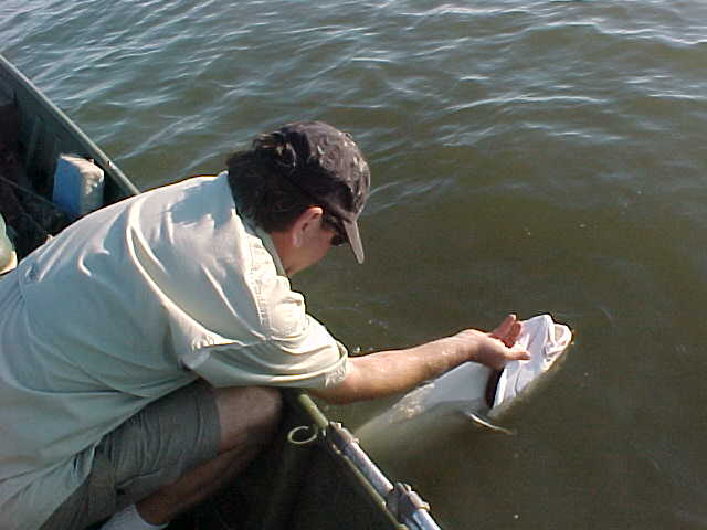 Joe releasing a redfish back into the Gulf of Mexico.