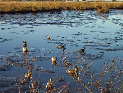 Our pitiful-looking decoy spread. Decoys in the mud.