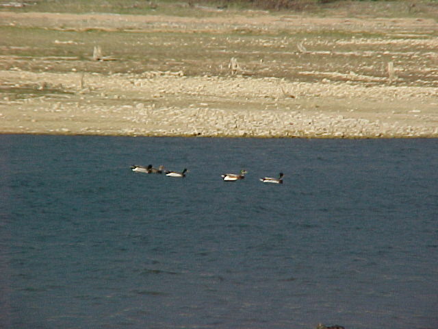 Mallards swimming in the lake by the W5KFT ranch.