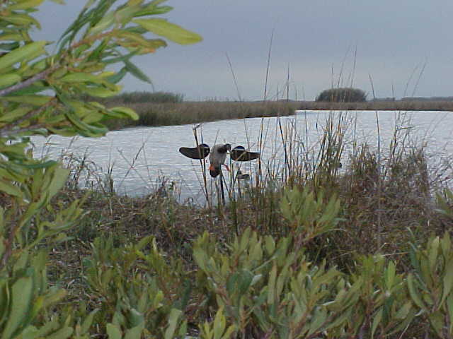 Joe brought along RoboDuck to attract more ducks.
