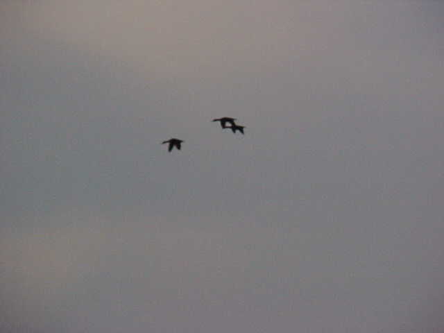 Three big Mottled ducks flying overhead.