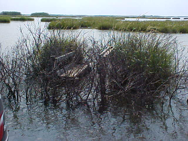 Taken during teal season 2001.
