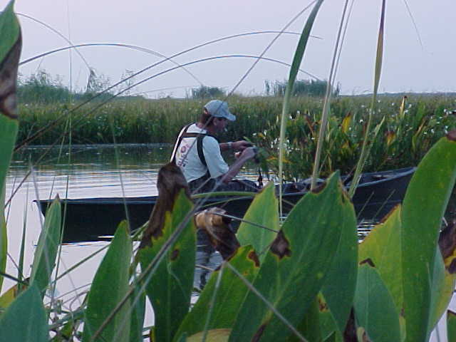 Joe in the pirogue picking up the decoys.